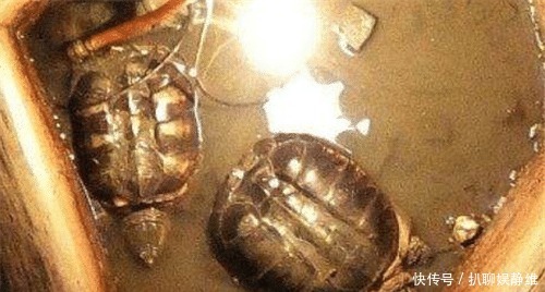 古人|古人打井,为何要放两只乌龟在井底?其实并非迷信,而有科学依据