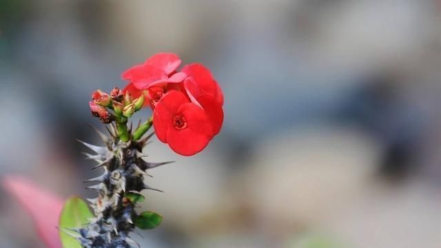 一种四季花适合懒人养,十天半个月不浇水,还能冒花苞