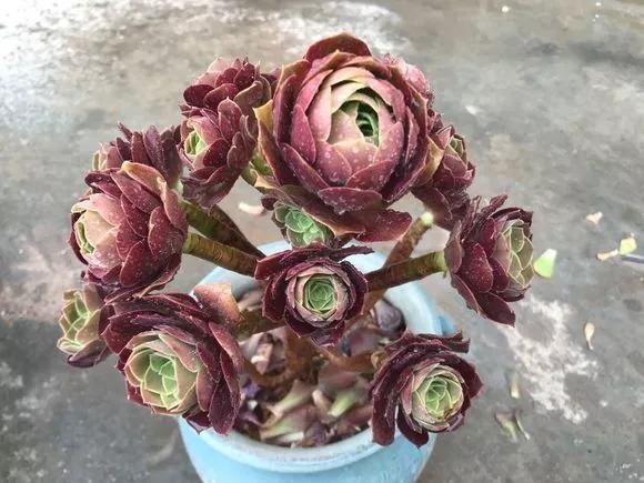 夏天|6种花,夏天一定要管住手,水一多就浇死,很多人不知道