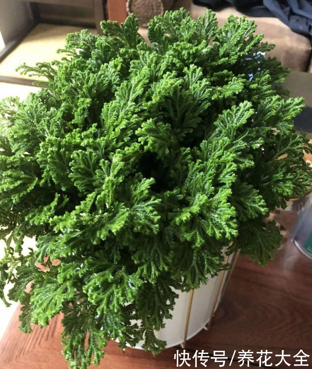 山上遇到“还魂”草，千万不要挖，养不活还破坏环境