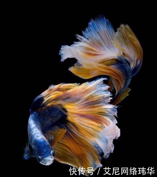 技巧|养殖斗鱼的技巧,不懂的进来看看