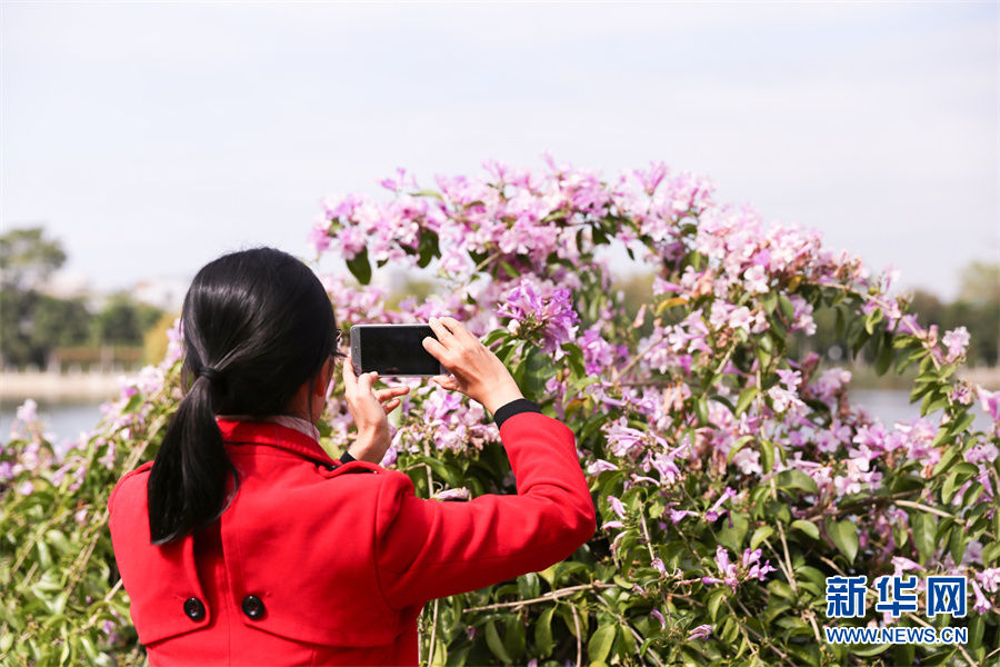 冬日胜春朝，这面蒜香味的花墙火了|图说 | 紫玲藤