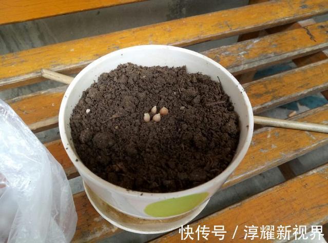 散光|不用再败家买小盆栽啦，吃过的柠檬简单处理下，一个月葱葱郁郁