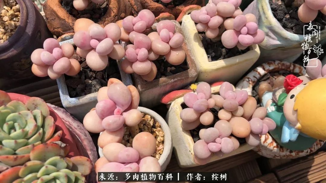 多肉度夏经验谈四季皆露养，兢兢业业养肉三年半！