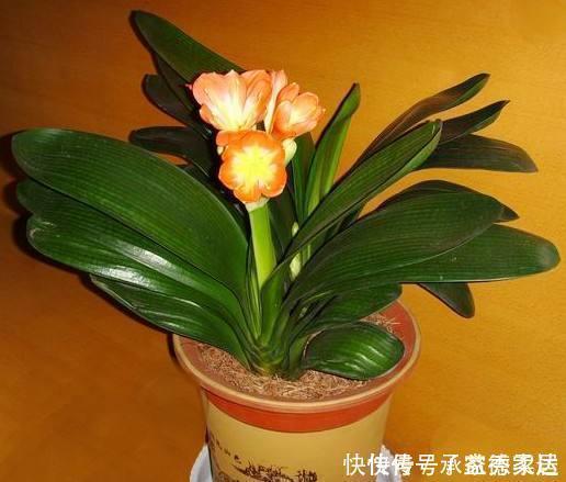 这些废料是个宝,浇君子兰,叶绿花艳效果好