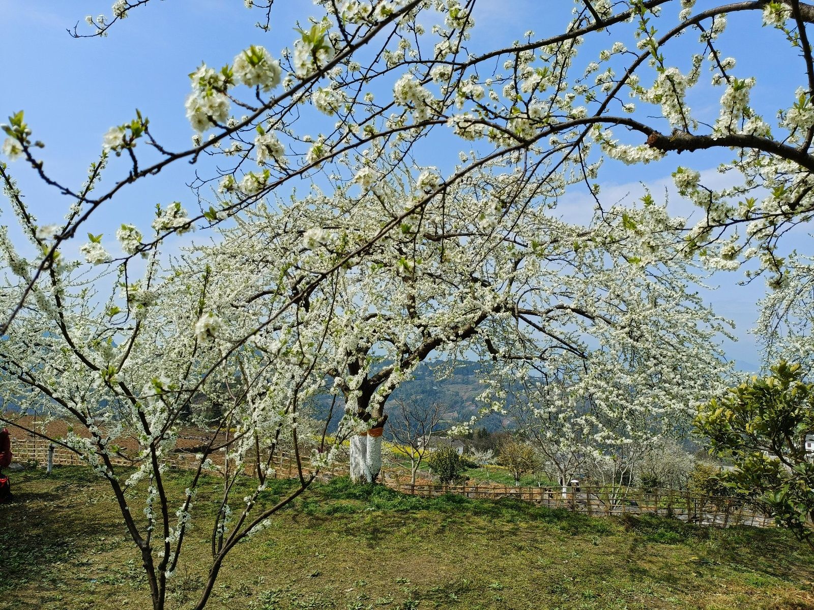 恩施：李花树下春意浓