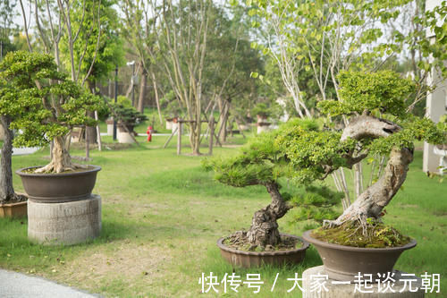 松柏类|松柏盆景是盆景界的长寿树,教你日常养护的要求和技巧,长势旺盛
