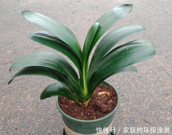  植物|立秋养2种花，定期加点醋，叶子油亮又翠绿，再不泛黄