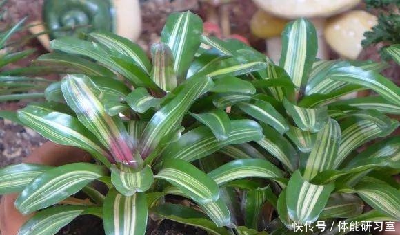 秋天的院子，养点喜欢的花，乐得自在！