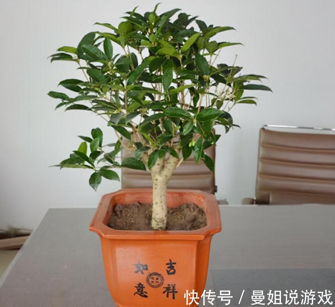 养花|这2种树最耐养,每天剪1刀,土里喂点料,蹭蹭长成小盆景