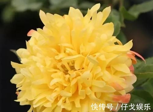 是一款长得像菊花的月季,赶紧来安利下,可千万要注意