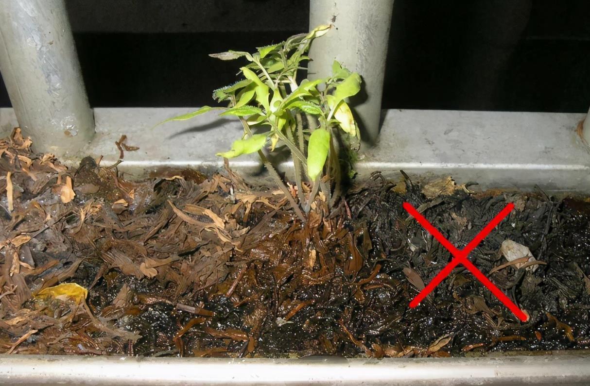 隔夜茶叶渣养花,要这么处理,否则少做1点就会让土壤长毛结块