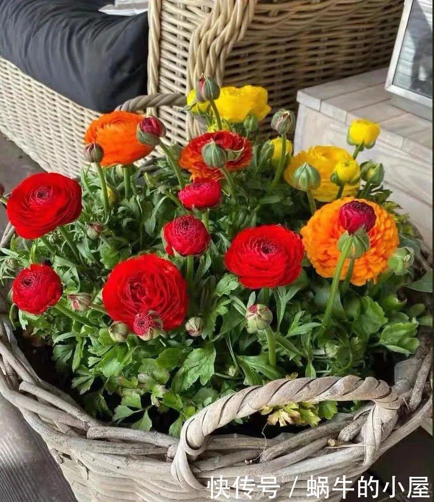 名字土掉渣、开花却很漂亮的8种花，你家养过几种？