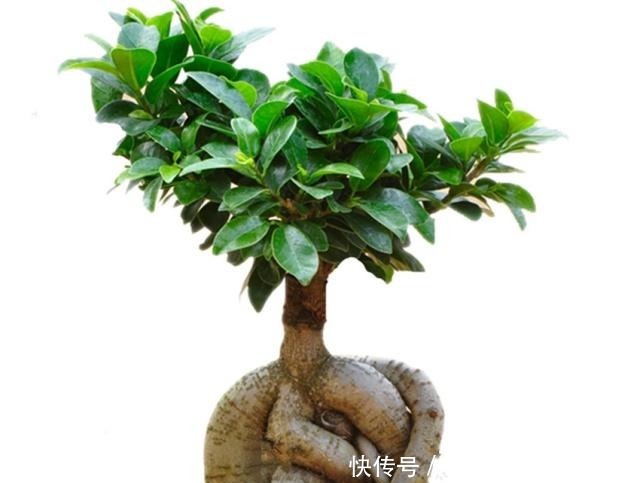 八种盆栽称为天然盆景,越养越美,越养价值越高、寿命几十年!