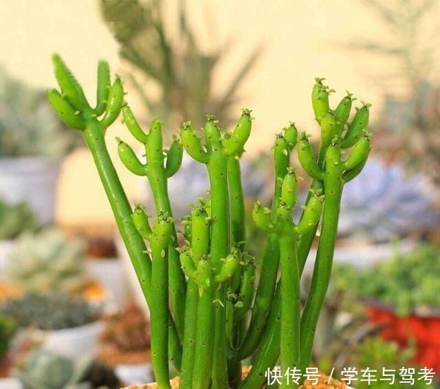 滴水观音|家里有孩子,别种这5种多肉,越养越有毒,赶快搬出去!