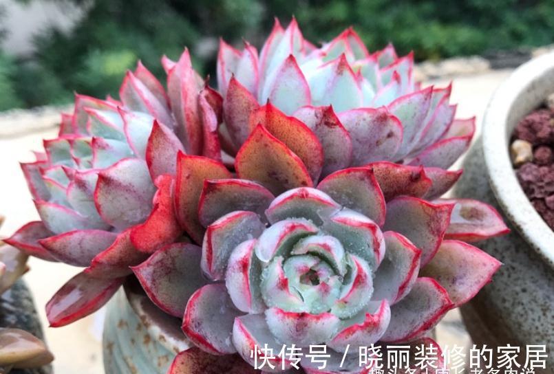 多肉|这7款多肉上市多年,但今年仍会流行,你还没养过的话一定要补齐