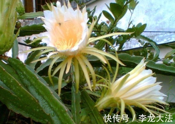 泡水|中医提醒：咳嗽老不好，路边霸气的花摘回家泡水喝，止咳特有效