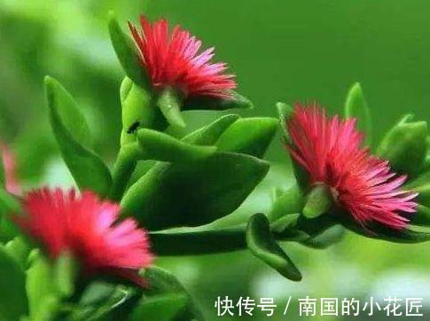 藤萝花|春节过后选这几款花，高颜值易成活，沾土就活，花型奇特美丽