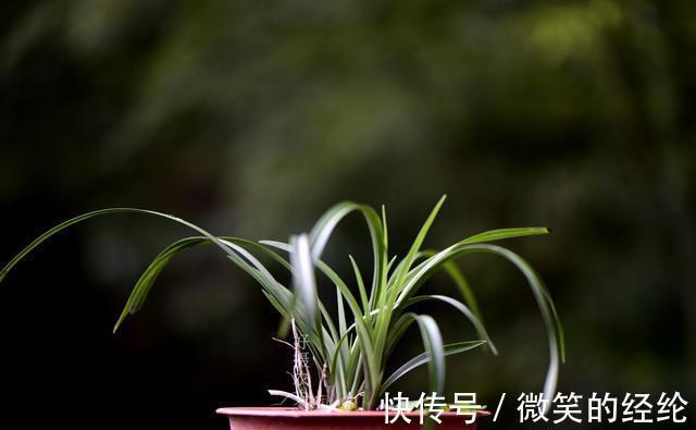 兰苗|怎么判断兰花缺少氮磷钾?学会这三招,养不好兰花都难