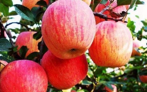 人到中年，常吃4種食物，補水潤膚，延緩衰老，早吃早好