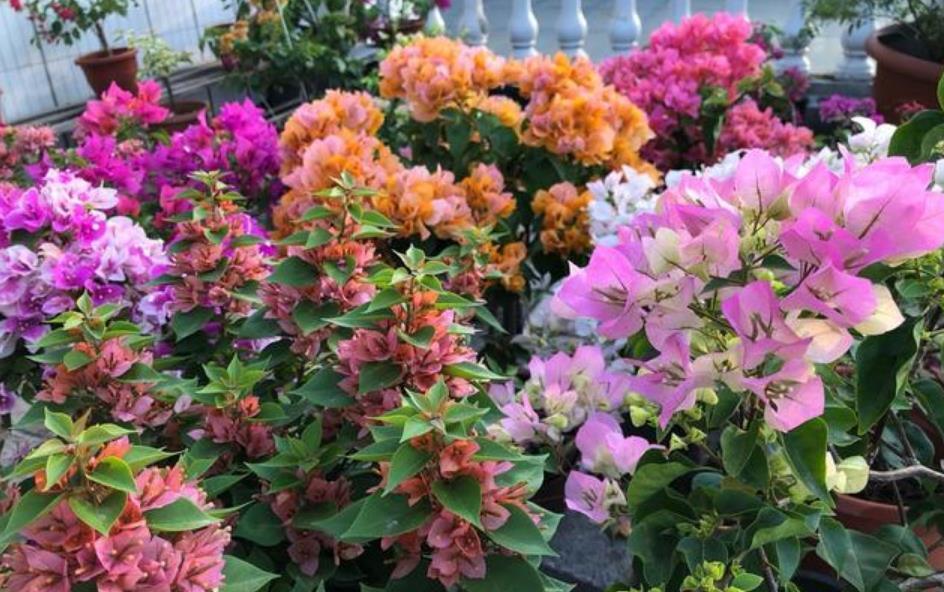 居家就养此款花卉,不闻不问,开成百花园,家中必备!