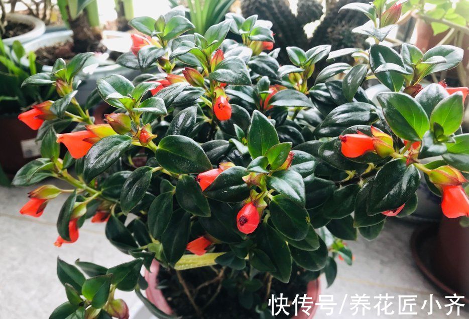 5种“漂亮花”喜冷凉环境,冬天也能“扦插”,成活率高,长势快