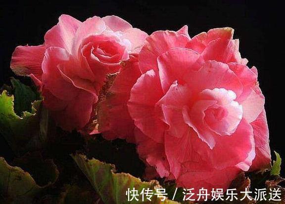 月季花|最恩爱的草花,姿色不输牡丹、月季花,双双对对、天长地久一起开