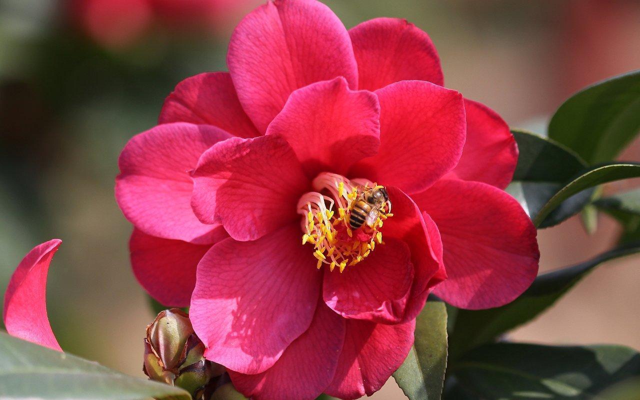 花期|现在养茶花,要学会拒绝,才能更好地生长,入秋就满头花苞