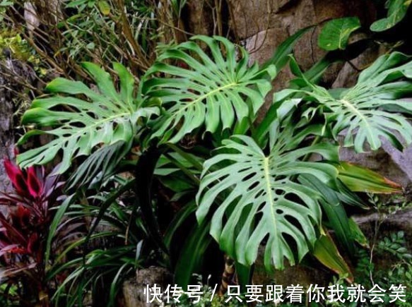 “有害气体”最烦5种花,家里养几盆,守护家人健康