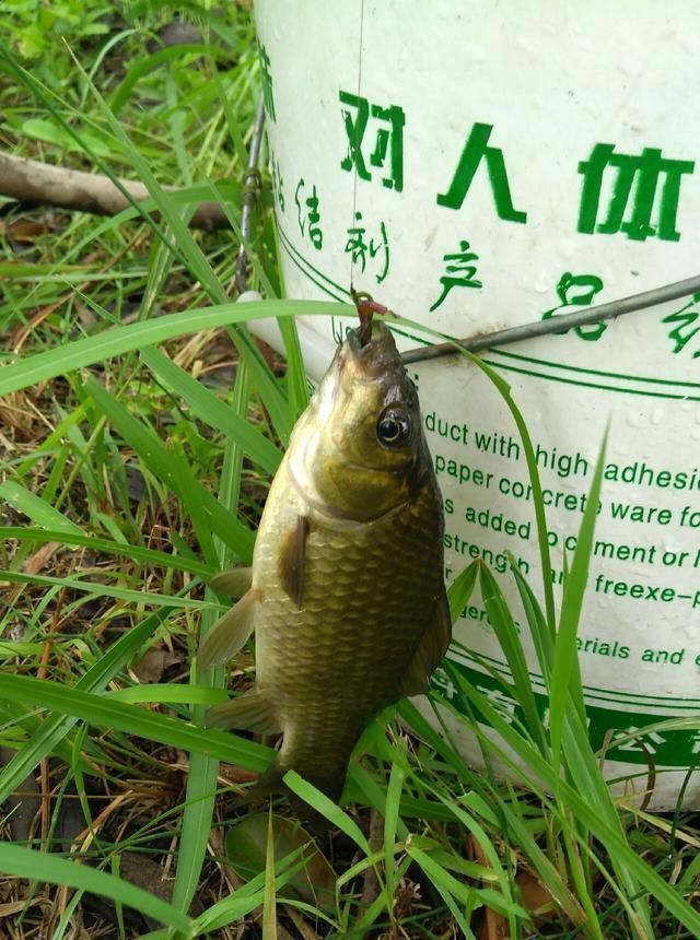 浮漂|野钓小技巧浮漂做一个小改动,惊鱼几率大降