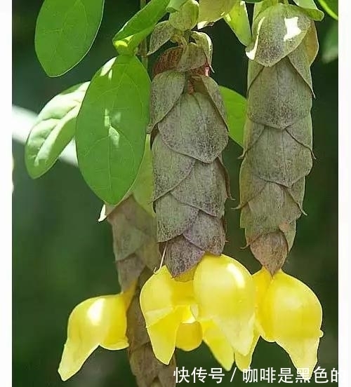 奇花|奇花、奇花、奇花、罕见奇花,赶快打开欣赏吧