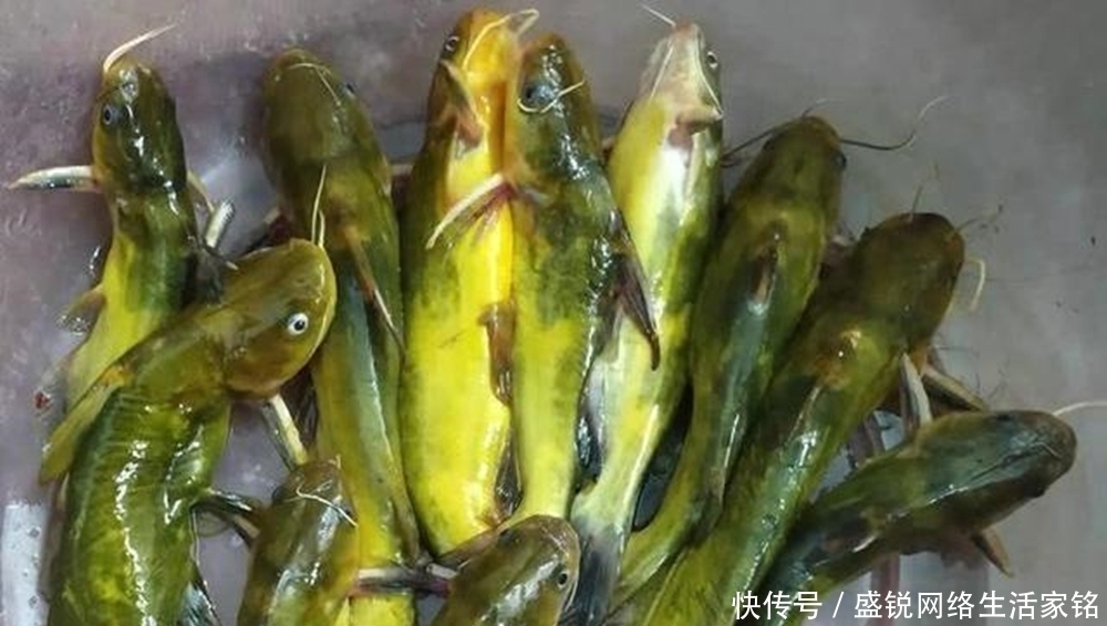 钓鱼技巧：七星漂钓组的两种调漂方法，以及常见的漂相