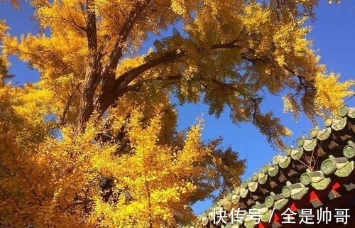 惆怅@许浑羁旅思归,惆怅地吟诵了一首五律,结尾两句更显出人意表