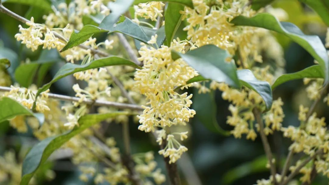 桂花|今年的桂花为什么还没开？