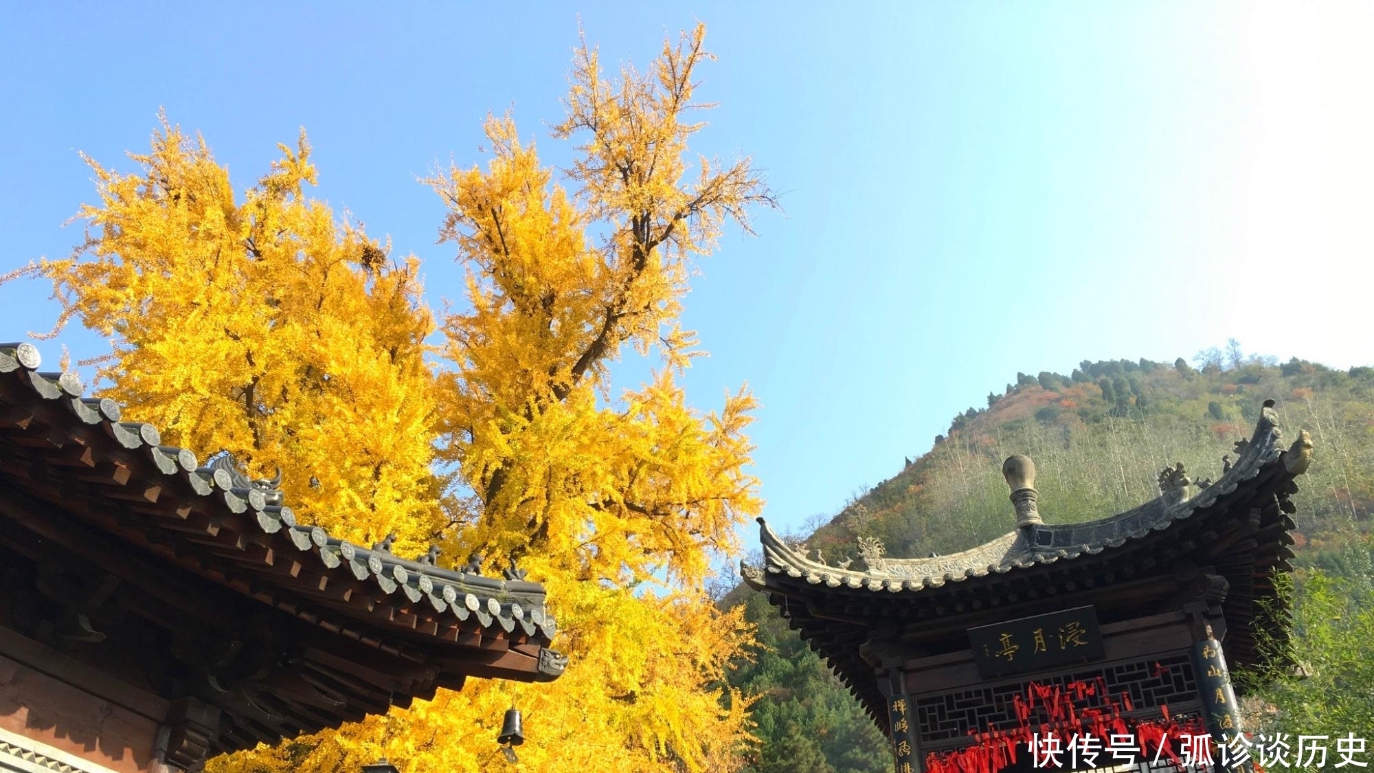 据说|秦岭深处冷门寺庙，却藏着一棵无价之宝，据说和李世民有关