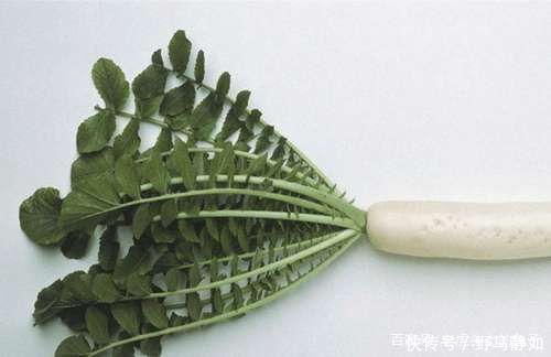 很多人把它当垃圾,谁知道含钙量第一,养颜瘦身,冬天正好包饺子