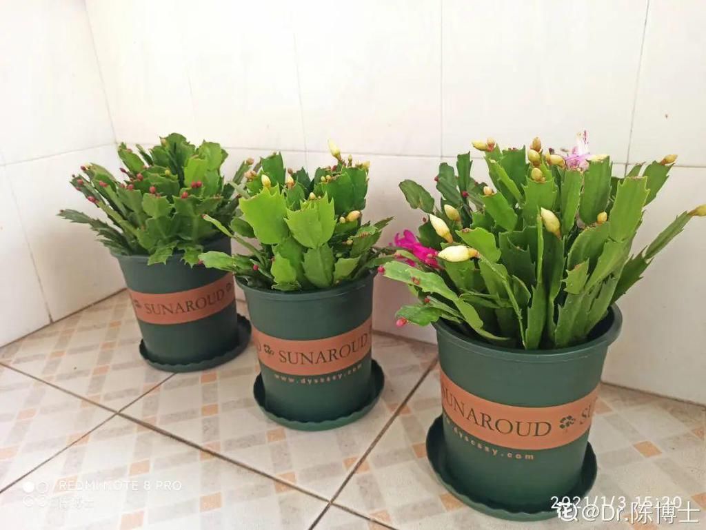 茶花冒花苞，用手一碰就掉了，到底为啥？