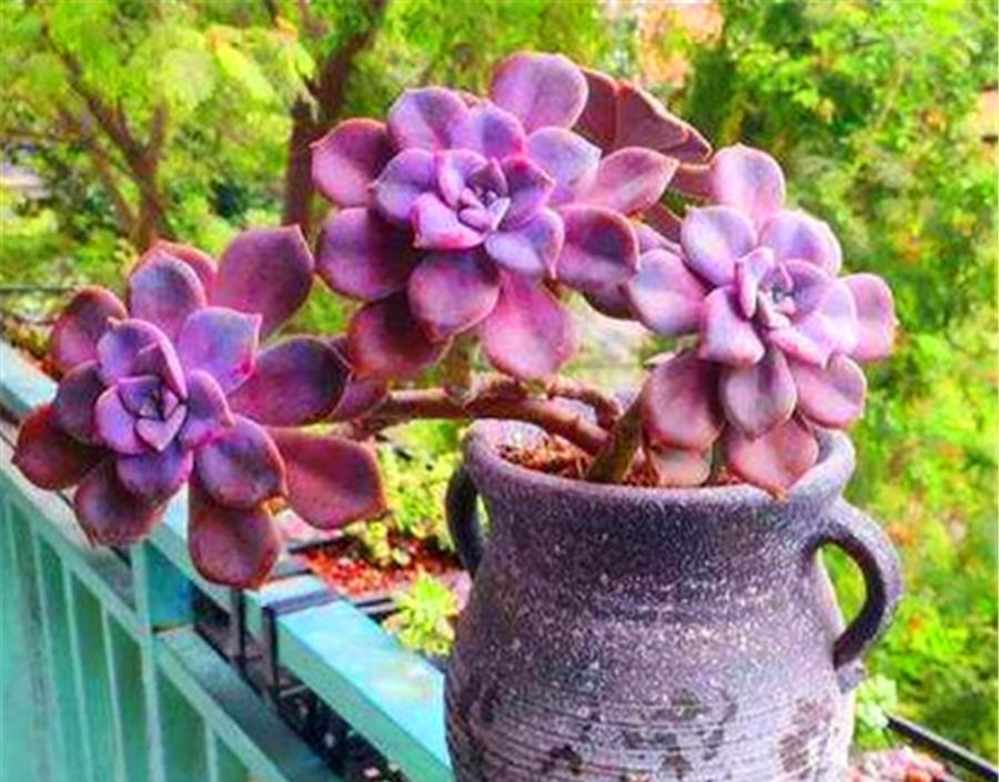 6种适合养在家里的普货之王,造型独特颜色绚丽,养成老桩颜值高