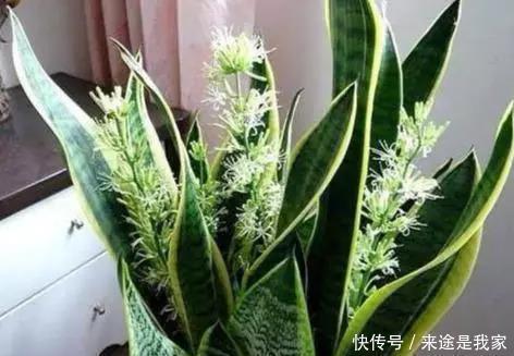 长寿花|家里不知道养什么花好,6种漂亮又好养的盆栽考虑一下