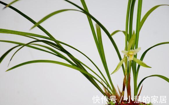 植料|喜欢养兰花,3件事抓紧做,再不做就有些晚了