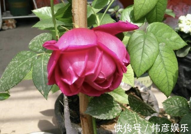 养花肥|什么“养花肥”,都不如“它”,腐熟后浇君子兰、月季,开出花!