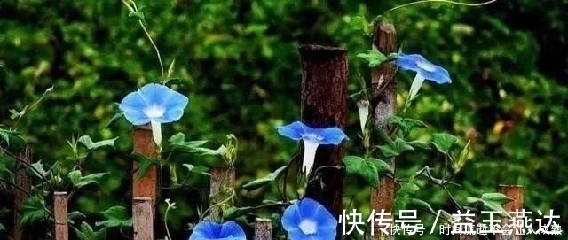 家有小院，一定要做个篱笆墙，美的世间少有！