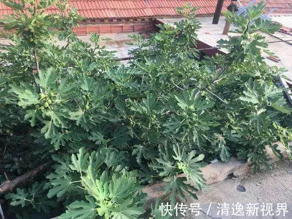 阳台种水果，行家都选4种，简单好养活，爱长果子，边摘边吃！