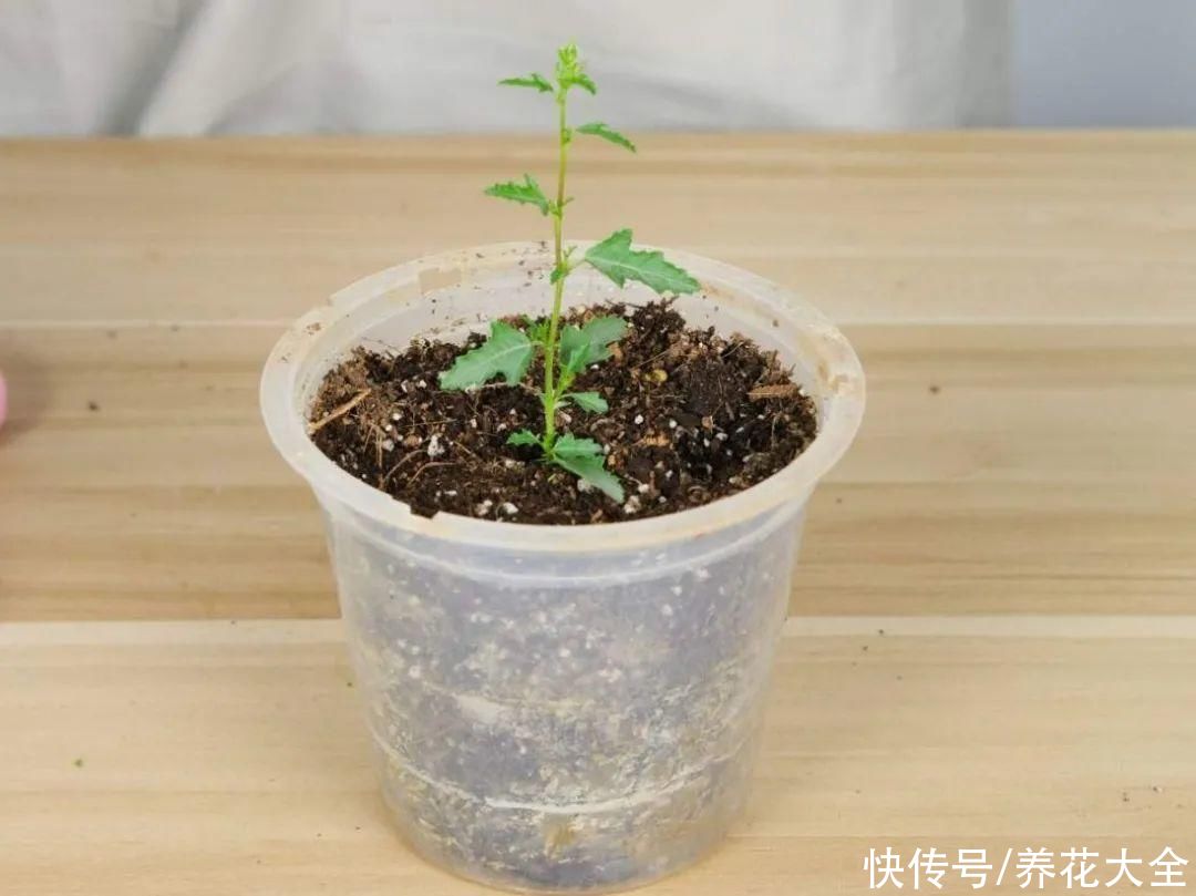 种花|10种花，现在扦插，下个月就开花