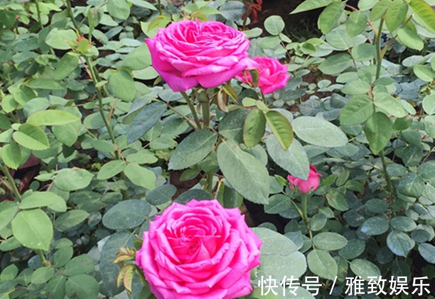 月季|开花比牡丹都美的两种花,四季天天有花开,芬香四溢,值得应有