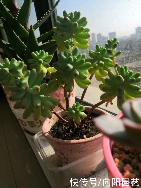 多肉为什么会长气生根？气生根是好还是坏？如何处理气生根？