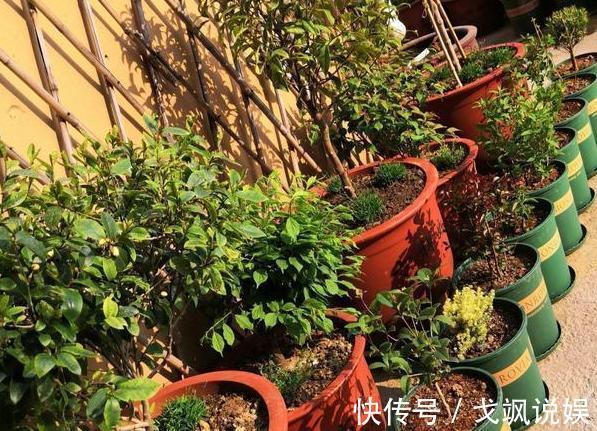 黄豆|用啥水浇花长得快、开花多、虫害少3个妙招,省时省钱又省力