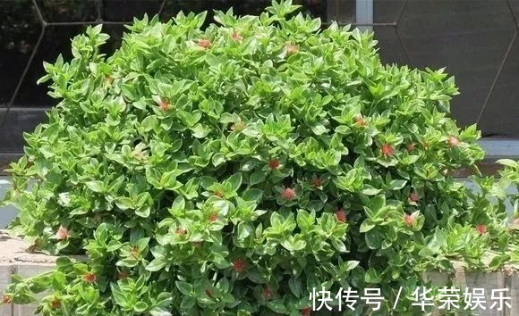 这种花超易繁殖,一根茎就能长满一个阳台,勤掐苗枝多花繁