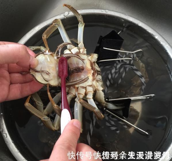 蒸大闸蟹,直接蒸是大忌,学会3个技巧,不掉腿不流黄,鲜嫩美味