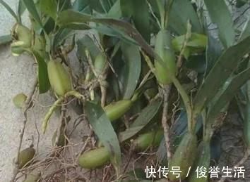 野生|石头上生长的野果,100元一斤可用来煲汤,野外遇到就赚到了